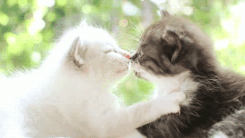 gatitos enamorados