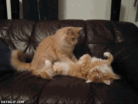 masaje de gatos